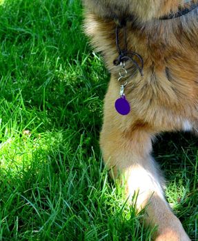 Kółko blaszka dla psa, kota fioletowa 2,5 cm Grawer gratis Kółko purple M. Blaszka w formie adresówki, identyfikatora dla psa.  (3).JPG